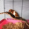 4 Stuks Hamster Speelgoed Set Houten Kooi Platform Klim Speelgoed Ladder Brug Loop Oefening Voor Hamster Cavia Muis En Konijnen -Huisdierbenodigdheden Winkel 1200x1200 36