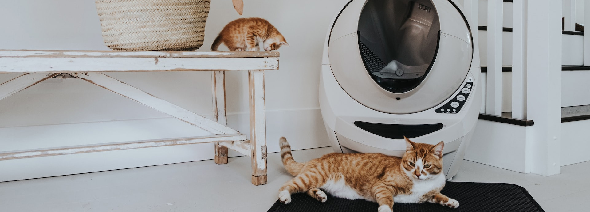 Huisdierbenodigdheden Winkel -Huisdierbenodigdheden Winkel 1